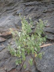 Salvia pinguifolia