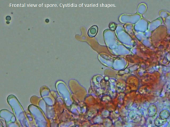 Crepidotus vulgaris