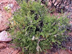 Pelargonium dasyphyllum