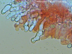 Crepidotus vulgaris