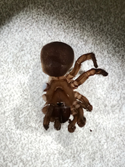 Hebestatis theveneti