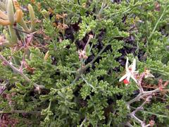 Pelargonium dasyphyllum