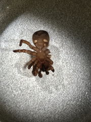 Hebestatis theveneti