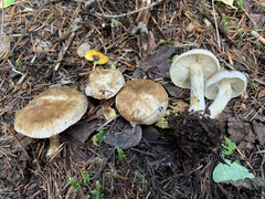 Mallocybe leucoblema