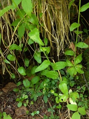 Arabis sagittata borealis