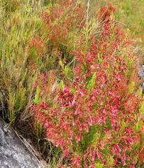 Erica curviflora curviflora