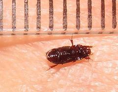 Aphodiini