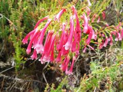 Erica curviflora curviflora