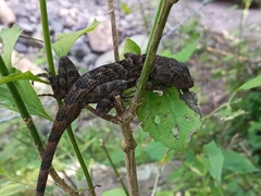 Sceloporus utiformis