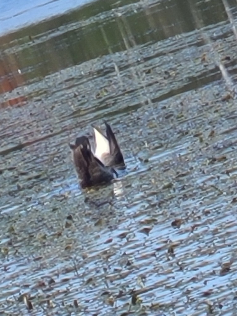 Canada Goose from Westmorland, New Brunswick, Canada on September 24