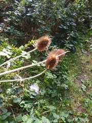 Dipsacus fullonum
