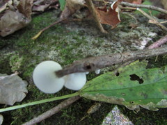 Crepidotus vulgaris
