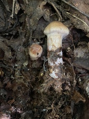 Cortinarius cylindripes