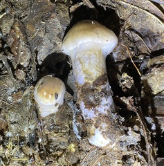 Cortinarius cylindripes