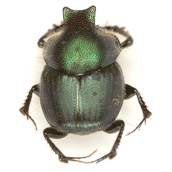 Onthophagus medorensis