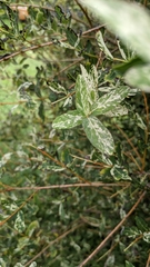 Salix integra