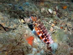 Serranus baldwini