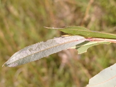 Phyllocnistis saligna