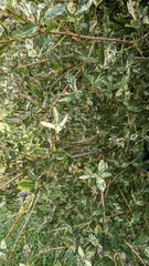 Salix integra