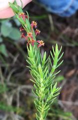 Struthiola parviflora