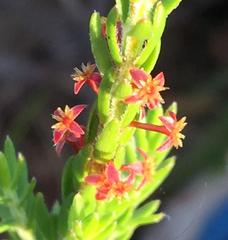 Struthiola parviflora