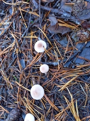 Cystoderma carcharias