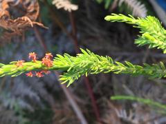 Struthiola parviflora