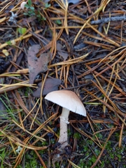 Cystoderma carcharias