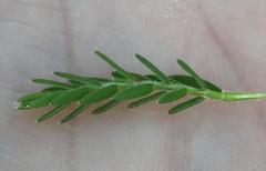 Struthiola parviflora
