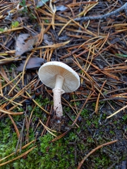 Cystoderma carcharias