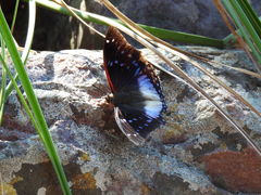 Charaxes cithaeron