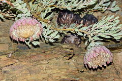 Protea sulphurea