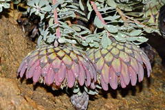 Protea sulphurea