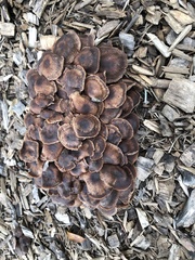 Connopus acervatus