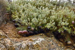 Protea sulphurea