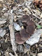 Connopus acervatus