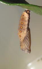 Acraea petraea