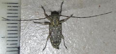 Prosopocera sofala
