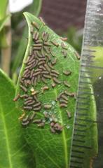 Acraea petraea