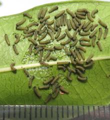 Acraea petraea