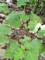 Solanum myriacanthum