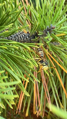 Polistes fuscatus