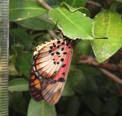 Acraea petraea