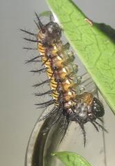 Acraea petraea