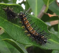 Acraea petraea