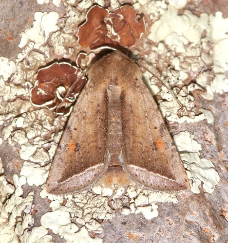 Hypotrix parallela