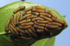 Acraea petraea