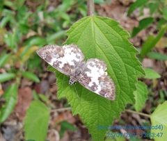 Polyctor polyctor