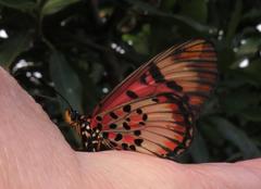 Acraea petraea