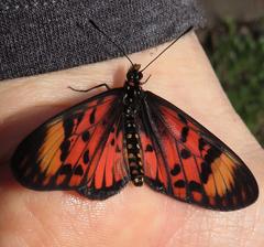 Acraea petraea